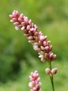 Polygonum persicaria Royalty Free Stock Photo