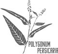 Polygonum persicaria silhouette vector illustration