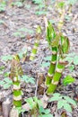 Polygonum sachalinense in spring. Green young plant in spring. Stalks of Polygonum sachalinense. Gardening Royalty Free Stock Photo