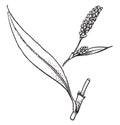 Polygonum vintage illustration