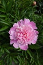 Polymerous pink flower of common peony in May Royalty Free Stock Photo