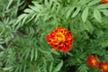 Polymerous red and yellow flower of Tagetes patula Royalty Free Stock Photo