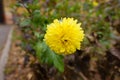 Polymerous yellow flower of Chrysanthemum Royalty Free Stock Photo