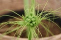 Polynesian arrowroot\'s young flowers.