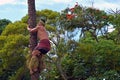 A Polynesian man climbing the coconut tree Royalty Free Stock Photo