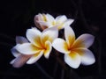 Polynesian Plumeria alba