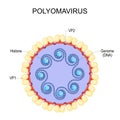 Polyomavirus. Anatomy of virion Royalty Free Stock Photo