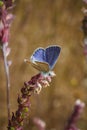 Polyommatinae, the blues, diverse subfamily of gossamer-winged butterflies, family Lycaenidae. Insect sitting on plant, soft Royalty Free Stock Photo