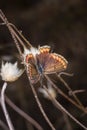 Polyommatinae, the blues, diverse subfamily of gossamer-winged butterflies, family Lycaenidae. Insect sitting on plant, soft Royalty Free Stock Photo