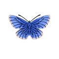 Polyommatinae, blues lycaenidae. Gossamer winged butterfly. Colourful insect with blue wings. Arthropod lepidoptera Royalty Free Stock Photo