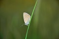 Amanda`s blue butterfly