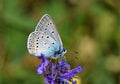 Polyommatus amandus , The Amanda`s blue butterfly honey suckling on flower