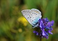 Polyommatus amandus , The Amanda`s blue butterfly