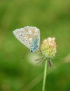 Polyommatus bellargus, Adonis Blue, is a butterfly in the family Lycaenidae. Beautiful butterfly sitting on flower. Royalty Free Stock Photo