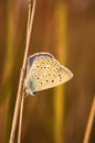 Polyommatus bellargus, Adonis Blue, is a butterfly in the family Lycaenidae. Beautiful butterfly sitting on grass.