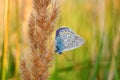 Polyommatus bellargus, Adonis Blue, is a butterfly in the family Lycaenidae. Beautiful butterfly sitting on stem.