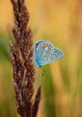 Polyommatus bellargus, Adonis Blue, is a butterfly in the family Lycaenidae. Beautiful butterfly sitting on stem.