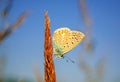 Polyommatus bellargus, Adonis Blue, is a butterfly in the family Lycaenidae. Beautiful butterfly sitting on stem.