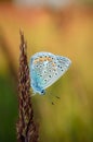 Polyommatus bellargus, Adonis Blue, is a butterfly in the family Lycaenidae. Beautiful butterfly sitting on stem. Royalty Free Stock Photo