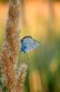 Polyommatus bellargus, Adonis Blue, is a butterfly in the family Lycaenidae. Beautiful butterfly sitting on stem. Royalty Free Stock Photo