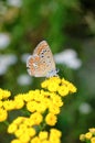 Polyommatus bellargus, Adonis Blue, is a butterfly in the family Lycaenidae. Beautiful butterfly sitting on stem.