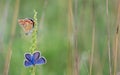 Polyommatus bellargus, Adonis Blue butterfly