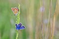 Polyommatus bellargus, Adonis Blue butterfly