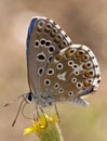 Polyommatus bellargus The Adonis blue small and beautiful butterfly of the family Lycaenidae very common in southern Spain Royalty Free Stock Photo