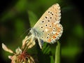 Polyommatus bellargus