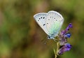 Polyommatus corona butterfly on flower , butterflies of Iran