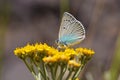 Polyommatus corona butterfly on flower , butterflies of Iran