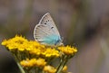 Polyommatus corona butterfly on flower , butterflies of Iran