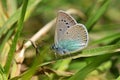 Polyommatus corona butterfly on green grass , butterflies of Iran