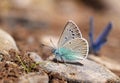 Polyommatus corona butterfly mud puddling on rock , butterflies of Iran