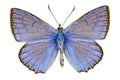 Polyommatus daphnis