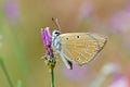 Polyommatus demavendi butterfly on flower Royalty Free Stock Photo