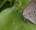 Polyommatus is a diverse genus of butterflies in the family Lycaenidae.