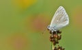 Polyommatus Dorylas 113