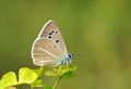 The Polyommatus elbursicus butterfly , butterflies of Iran Royalty Free Stock Photo