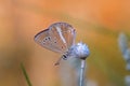 Polyommatus eriwanensis butterfly sitting on flower in pale background Royalty Free Stock Photo