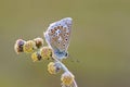 Polyommatus eros, the Eros blue or common meadow blue butterfly