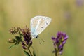 Polyommatus firdussii , The Firdussi`s blue butterfly , butterflies of Iran Royalty Free Stock Photo
