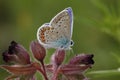 Polyommatus icarus Royalty Free Stock Photo