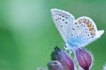 Polyommatus icarus Royalty Free Stock Photo