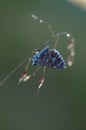 Polyommatus icarus blue butterfly