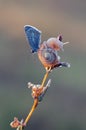 A Polyommatus icarus blue butterfly and a small snail on a dry blade in the early morning