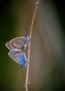 Polyommatus icarus is a butterfly in the family Lycaenidae. Royalty Free Stock Photo