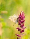 Polyommatus Icarus, Common Blue, is a butterfly in the family Lycaenidae. Beautiful butterfly sitting on flower. Royalty Free Stock Photo