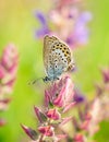 Polyommatus Icarus, Common Blue, is a butterfly in the family Lycaenidae. Beautiful butterfly sitting on flower.