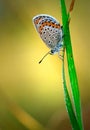 Polyommatus Icarus, Common Blue, is a butterfly in the family Lycaenidae. Beautiful butterfly sitting on flower. Royalty Free Stock Photo